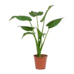 Alocasia cucullata