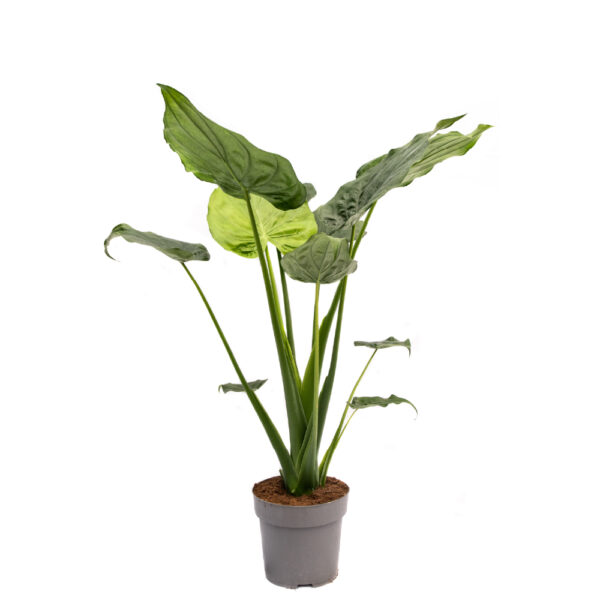 Alocasia cucullata XXL