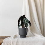 Alocasia-polly-S-Regend-Charcoal
