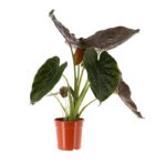 Αλοκάσια Γουέντι Wentii