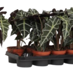 Alocasia_Polly-removebg-preview