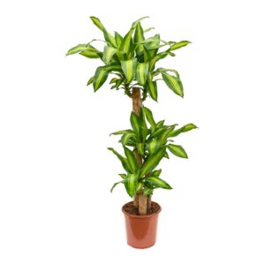 Δράκαινα Μασαντζιάνα (Dracaena Massangeana)