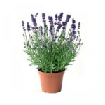 Lavandula-angustifolia-1-1500×1500-1.jpg