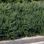 rosmarinus_officinalis_prostratus.jpg