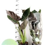 Αλοκάσια Wentii