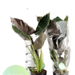 Αλοκάσια_Wentii-removebg-preview