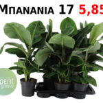 Μπανανια 17