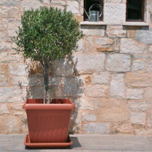 Τετράγωνη Γλάστρα Corfu square